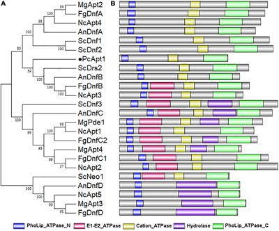 A Putative P-Type ATPase Regulates the Secretion of Hydrolytic Enzymes, Phospholipid Transport, Morphogenesis, and Pathogenesis in Phytophthora capsici